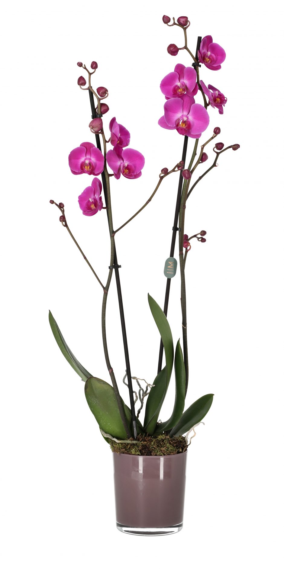 Orchid Plant                             2 stems