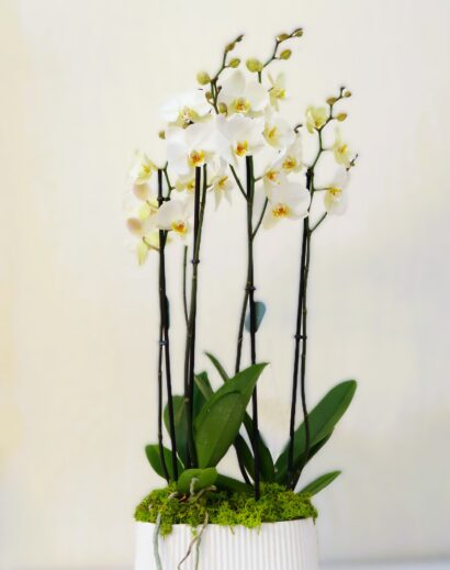 Orchid Plant 4 stems
