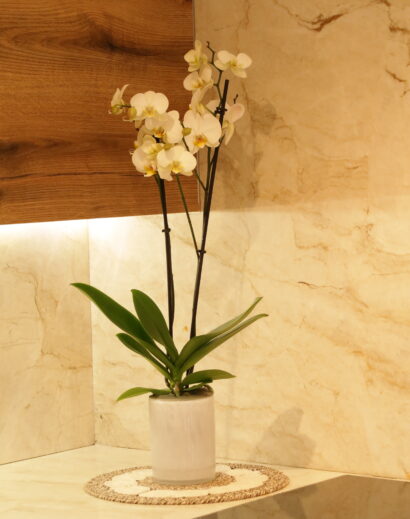 Orchid Plant                  2 stems