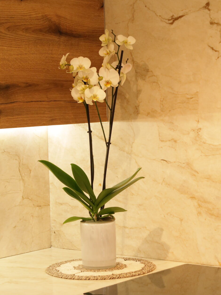 Orchid Plant                  2 stems