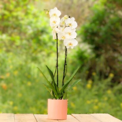 Orchid Plant